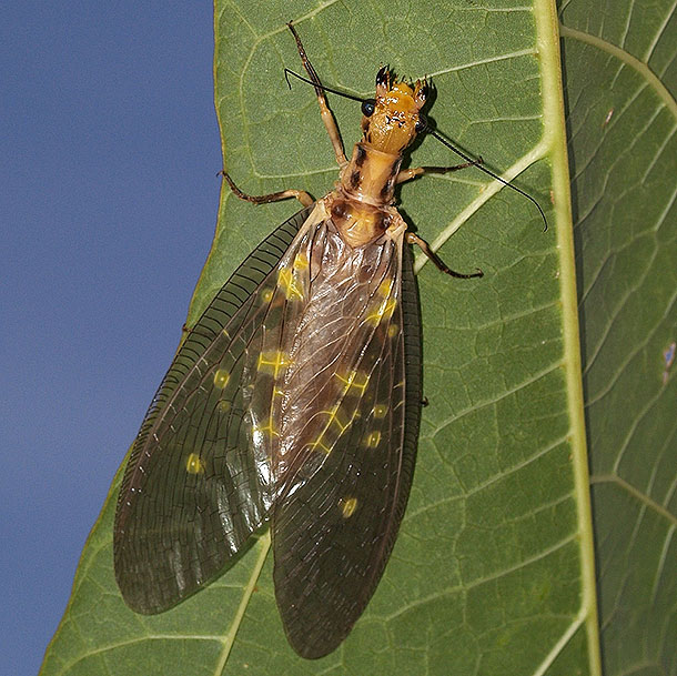 : wikimedia.org