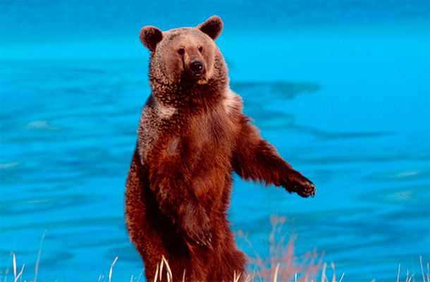 ����: GLOBAL LOOK press