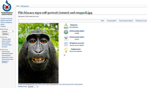 : wikimedia.org