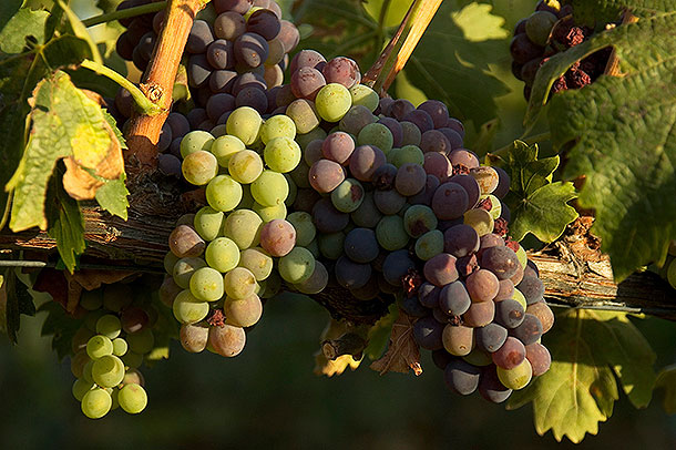 ����: GLOBAL LOOK press