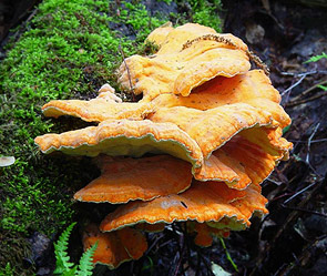 Фото: mushroomer.ru