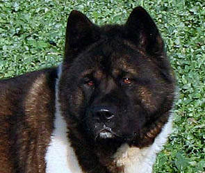 ����: akita-american.eu