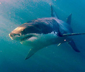 ����: ����-����