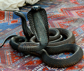 Фото: Getty Images/Fotobank.ru