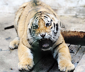 Фото: GLOBAL LOOK press