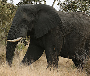 Фото: Getty Images/Fotobank.ru
