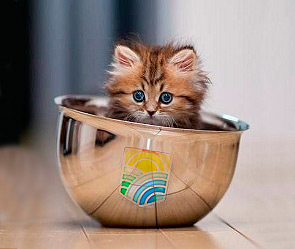 : twitter.com @MinisterskiyKot