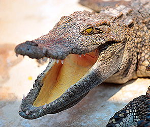 На крокодила упала бухгалтерша весом 120 кг