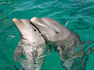 Дельфинам кололи ЛСД и учили разговаривать 
