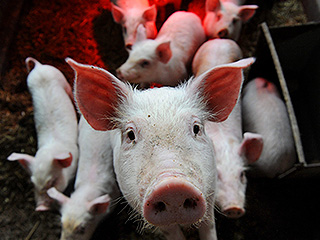 Украина запретила импорт свинины из России