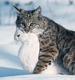 Лесные коты отбивают еду у жителей Приморья