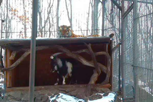 В Приморье в сафари-парке подружились амурский тигр и козел Тимур