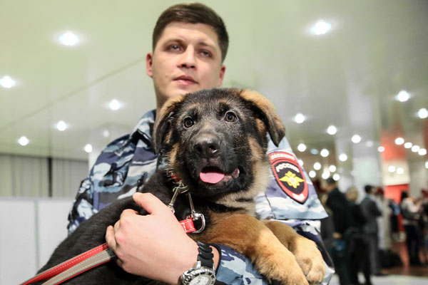 Щенка Добрыню познакомили с французским посольством
