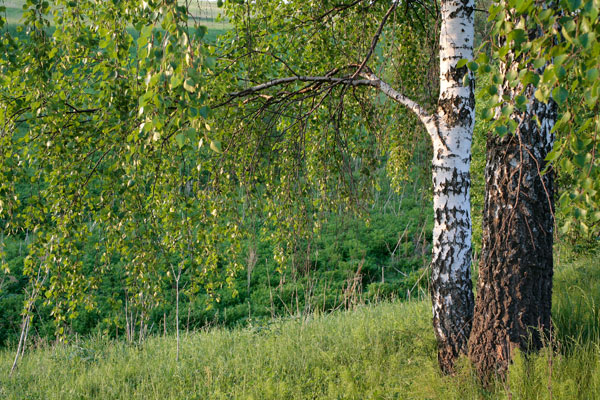 Birches