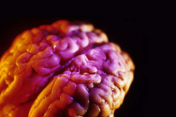 Чем кормить свой мозг