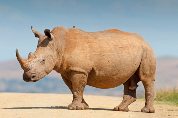 На джип с туристами в сафари-парке напал носорог