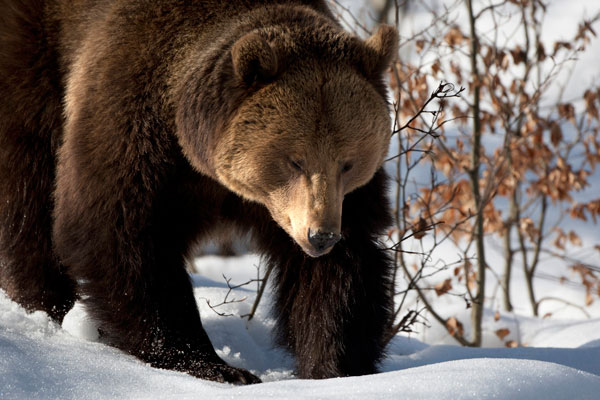 Геологи отбились от медведя бензопилой