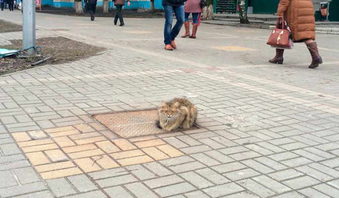 В Белгороде живет кот Хатико