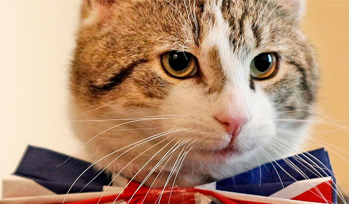 У кота-мышелова Дэвида Кэмерона появился новый конкурент в здании МИД