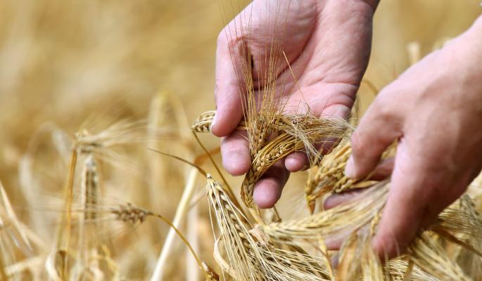 Экспорт зерна разрушает экономику Казахстана