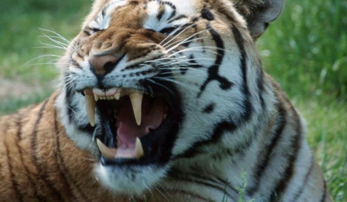 Тигр убил женщину в сафари-парке Китая (видео)