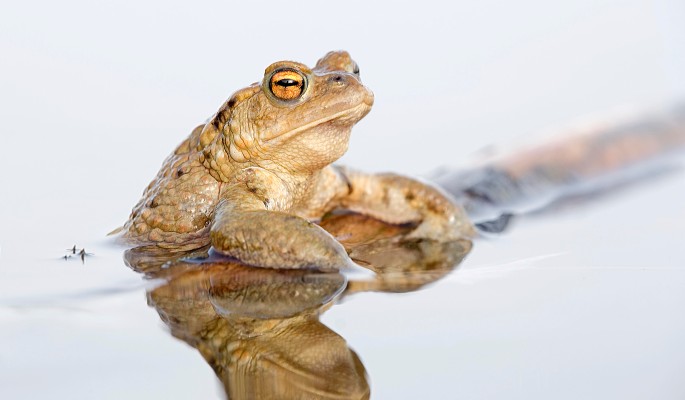 Суд наказал назвавшего жену "жабой" уральца