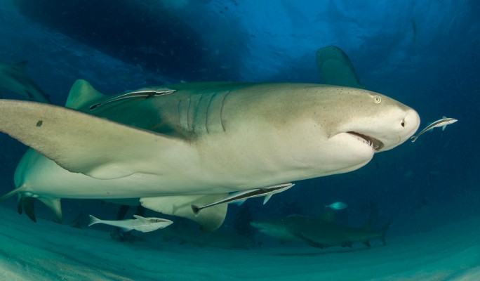 Анчоусы отпугнули акулу с помощью хитрой тактики