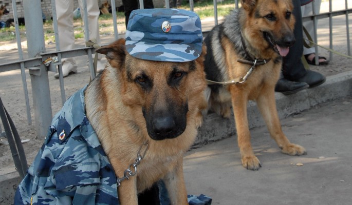 В Омске нашли собак-инспекторов ДПС (видео)