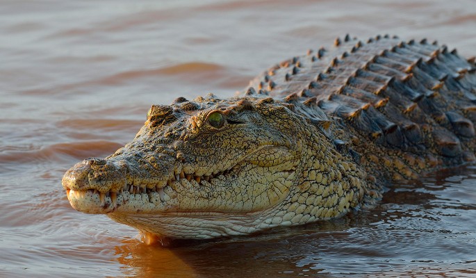 Крокодил разорвал справившего в кустах нужду журналиста