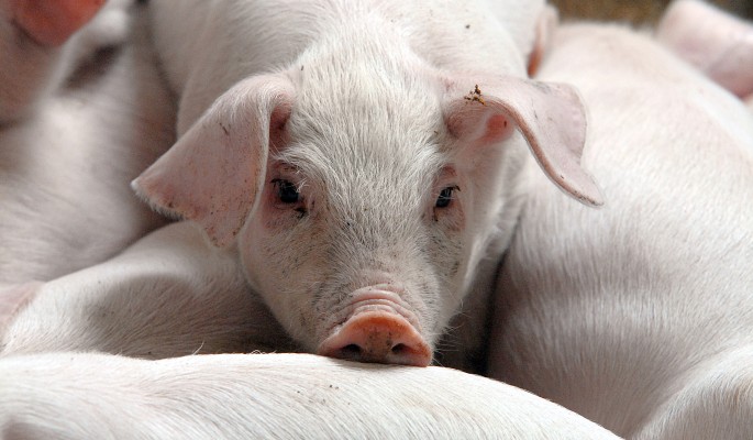 Безумные регионы: свиная чума парализовала Ростовскую область