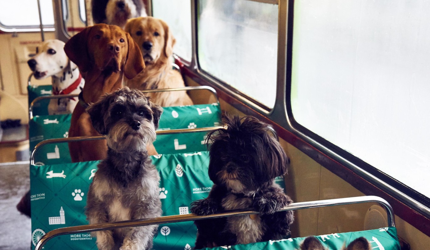 Можно с собакой в автобус. Собака в общественном транспорте. Перевозка собак в автобусе. Собака в автобусе. Питомец в автобусе.