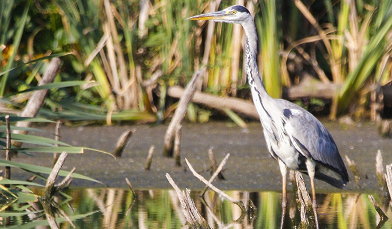 Цапля чахла цапля сохла скороговорка. Цапля сохла цапля. Цапля чахла цапля сохла скороговорка. Цапля чахла цапля сохла. Цапля чахла цапля сохла скороговорка.