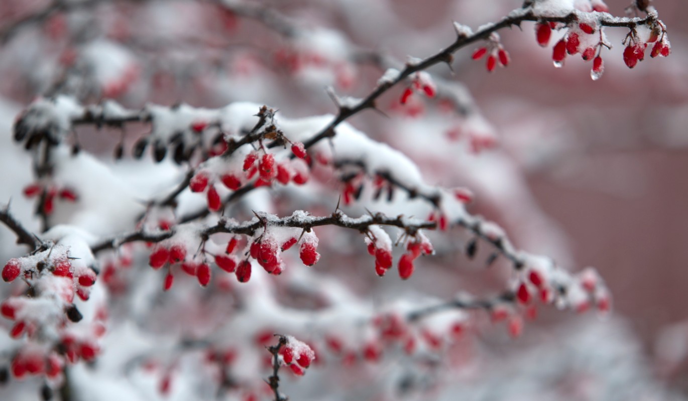 День Аввакума: что нельзя делать в праздник 15 декабря