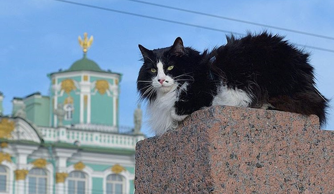 Как нарисовать эрмитажного кота