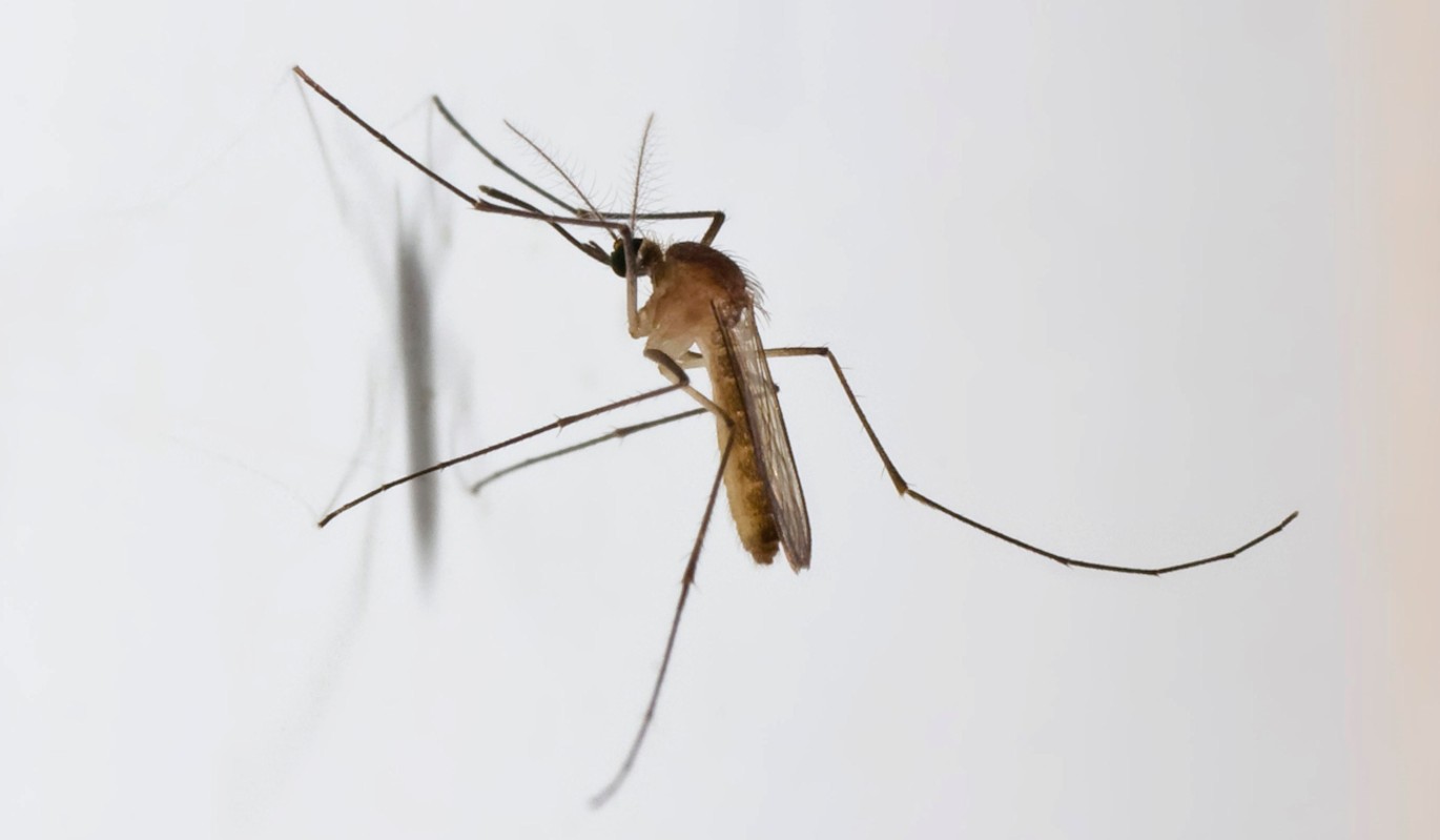 Когда исчезнут комары Ответил эксперт