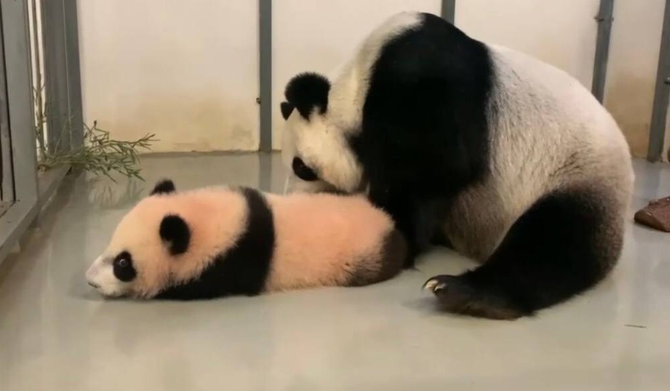 Панда Катюша пытается увильнуть от ласки родительницы – видео