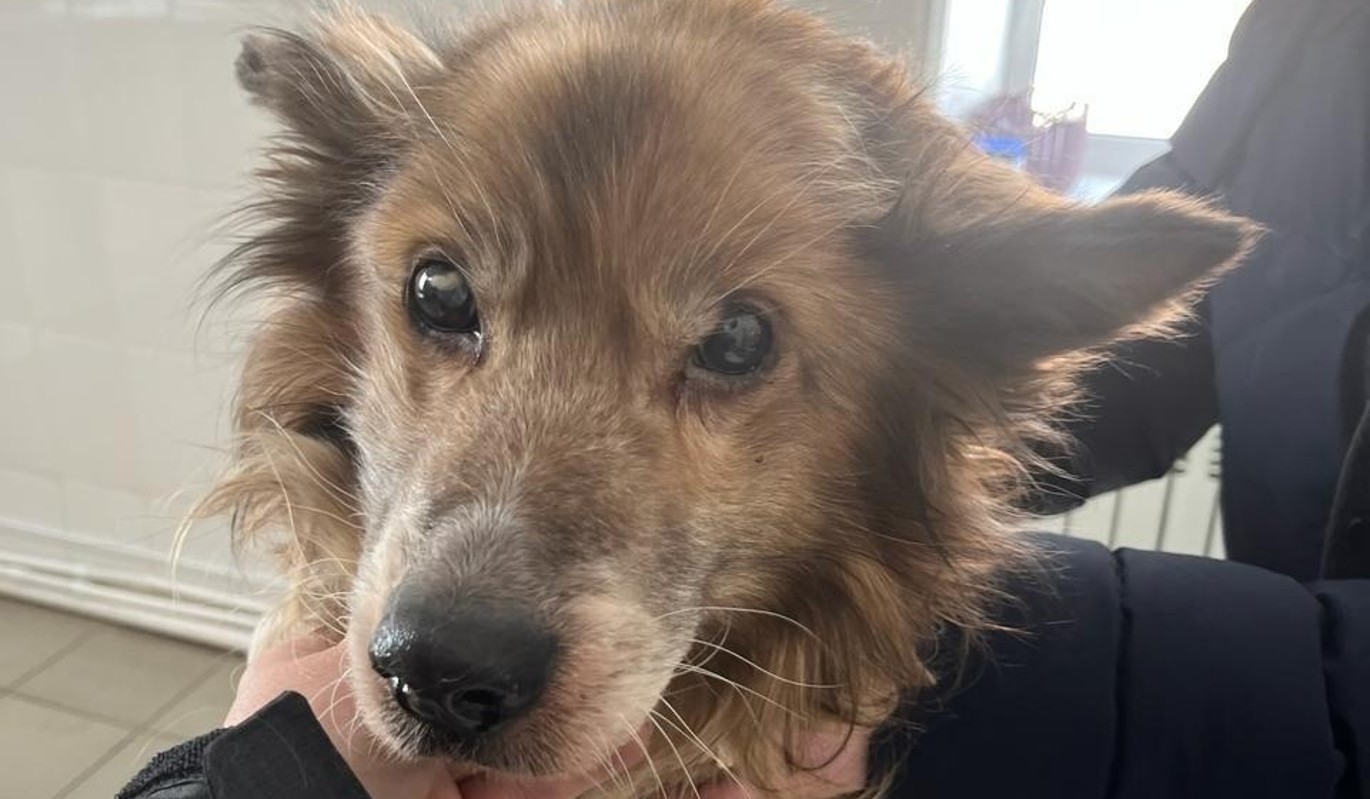 ЧУДО! На лечение спасенного пса по кличке Лис объявили сбор! / НМОО ЗЖ "Четыре лапы" г. Назарово