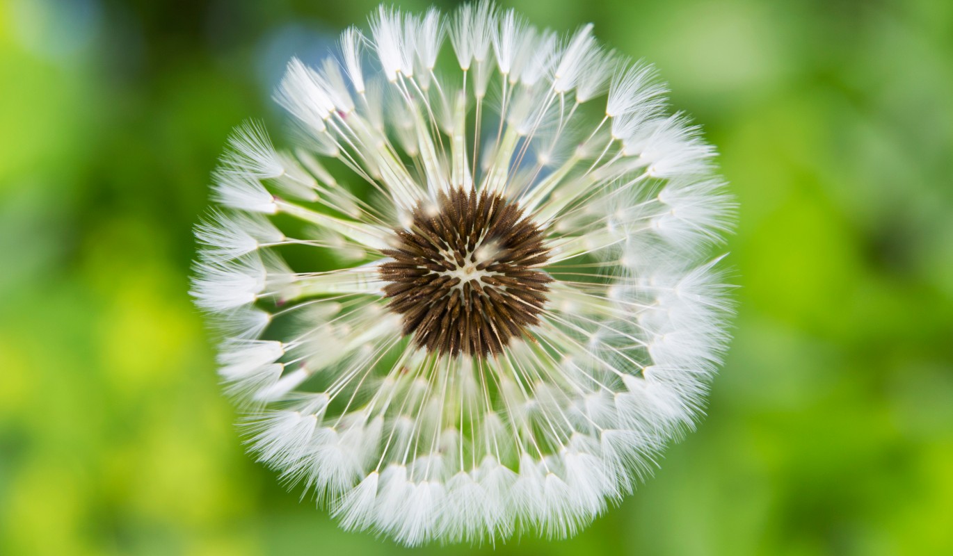 Овну – одуванчик, а Льву – подсолнечник / Лекарственные травы и растения для каждого знака зодиака / Их можно вырастить даже на огороде!