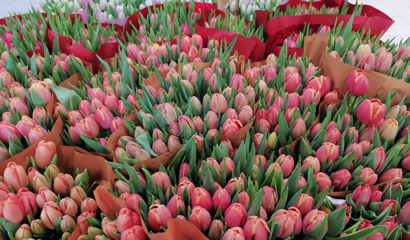 Королева – подешевле, Пегова – подороже / любимые цветы российских звезд / сравниваем предпочтения знаменитых женщин РФ