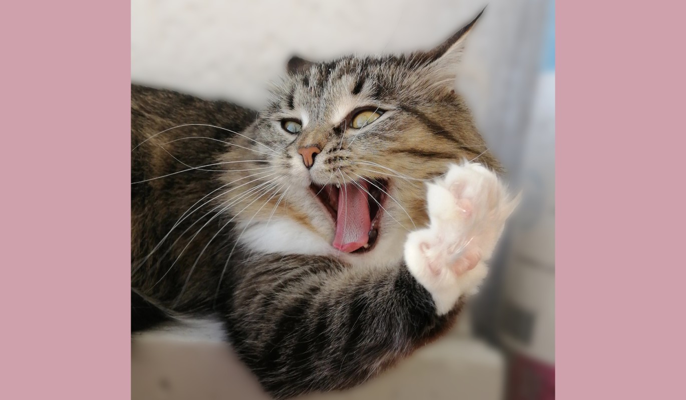 ФОТО ДНЯ: кошка Фитель зевает и протягивает лапку – будем знакомы!