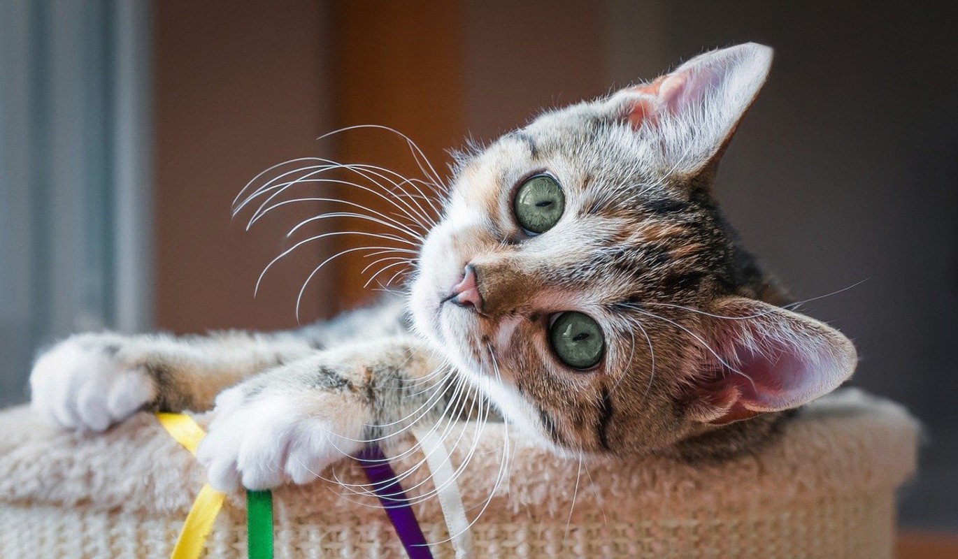 Мурлыка, а дождь будет? Забавные приметы о кошках и погоде