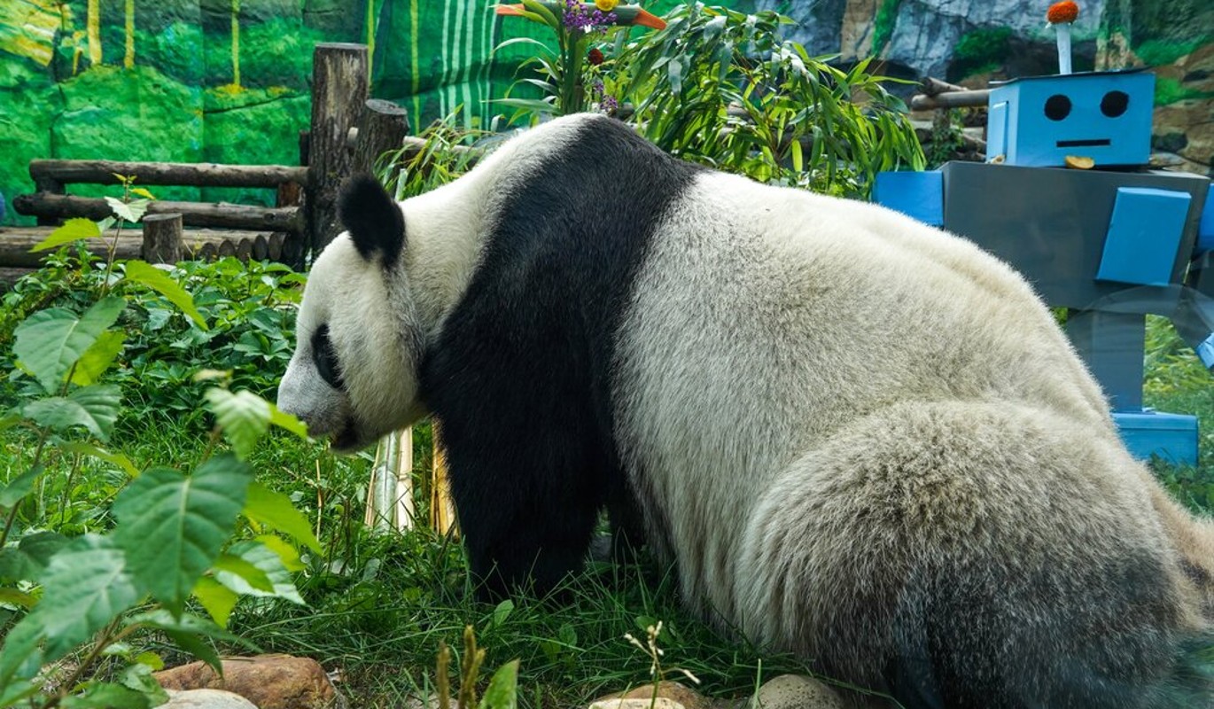Онлайн-трансляции помогают изучать животных в Московском зоопарке
