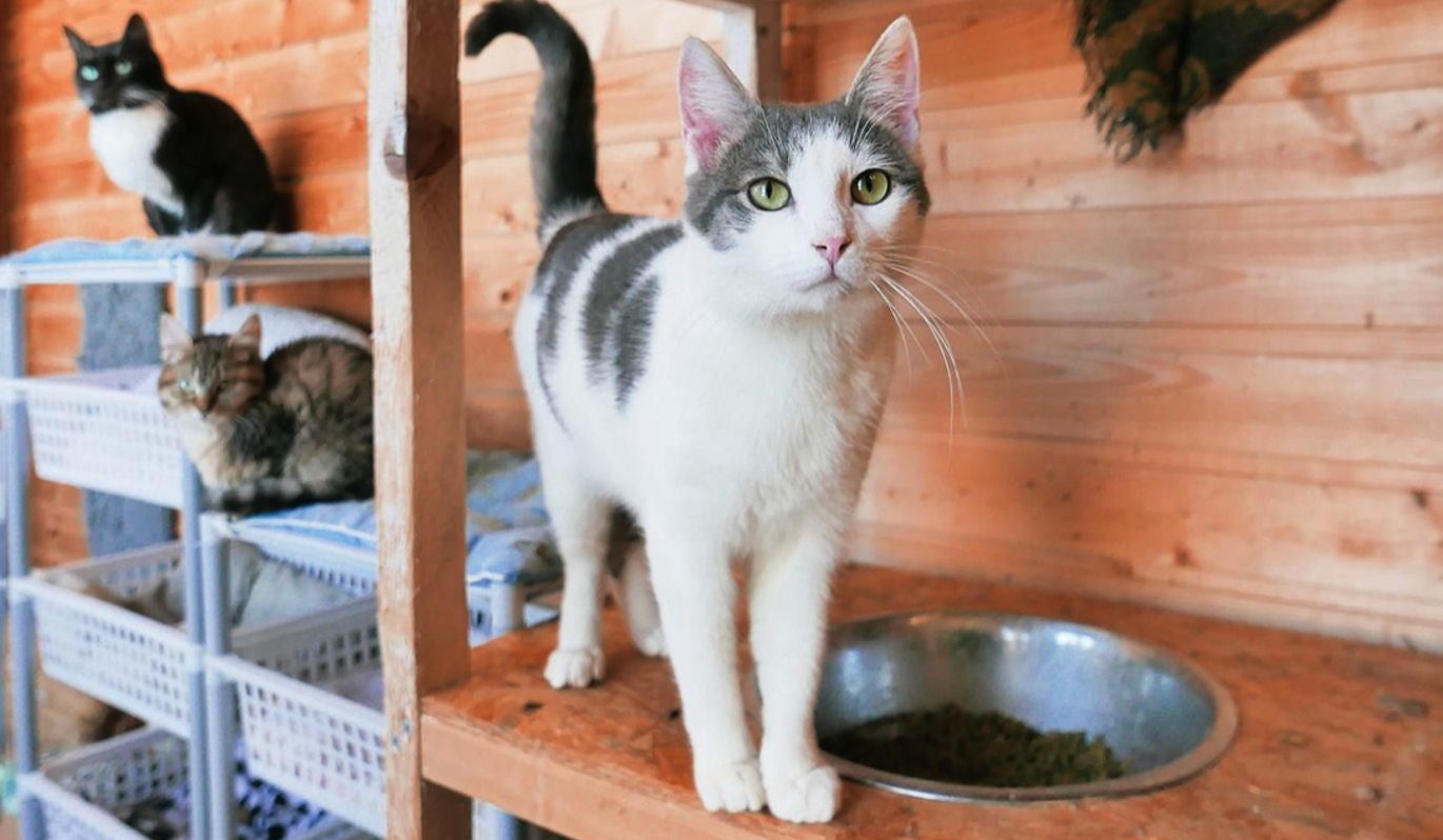 Горожане могут найти четвероногого друга с помощью сервиса "Моспитомец"