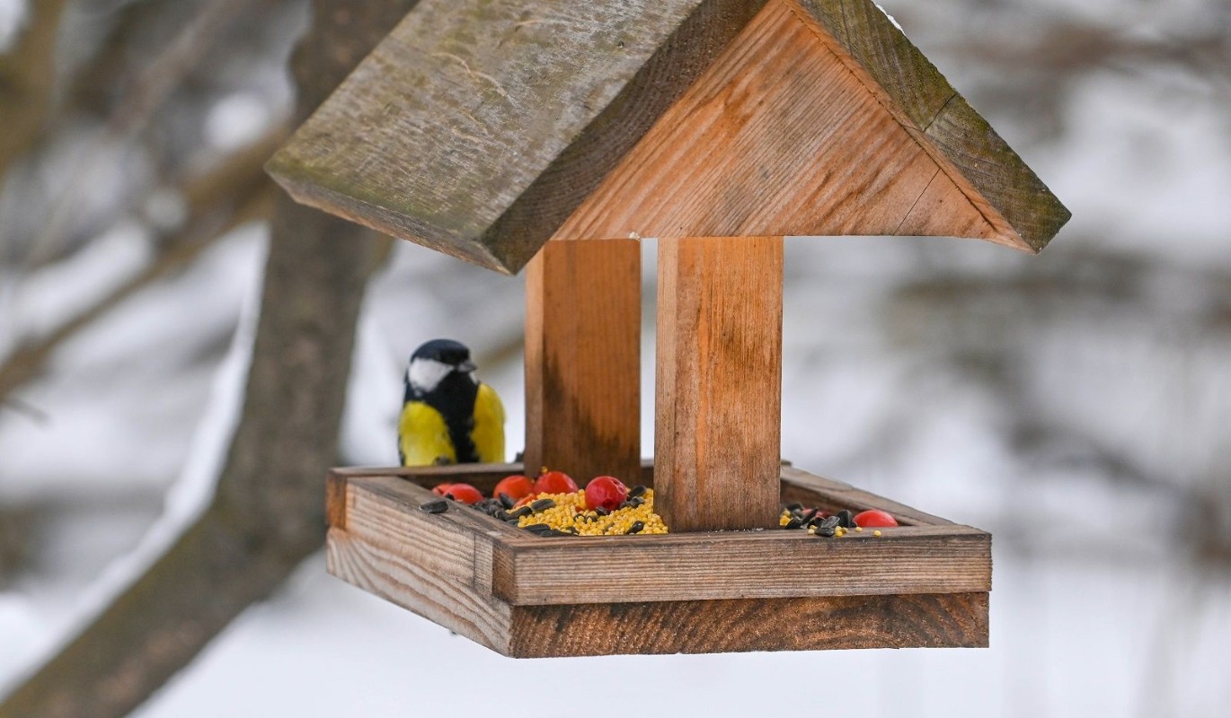 Пернатые соседи: Москва объединяет горожан в заботе о зимующих птицах