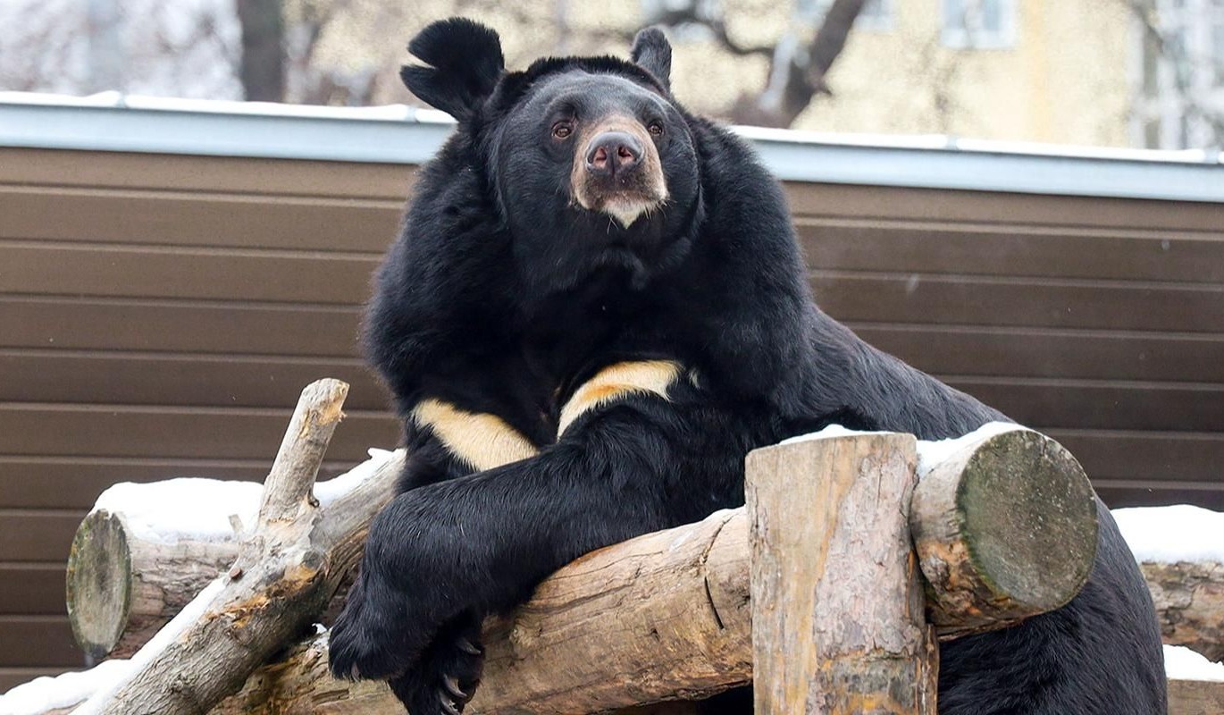 Зимний сон как награда: в зоопарке празднуют успех программы реабилитации медведей