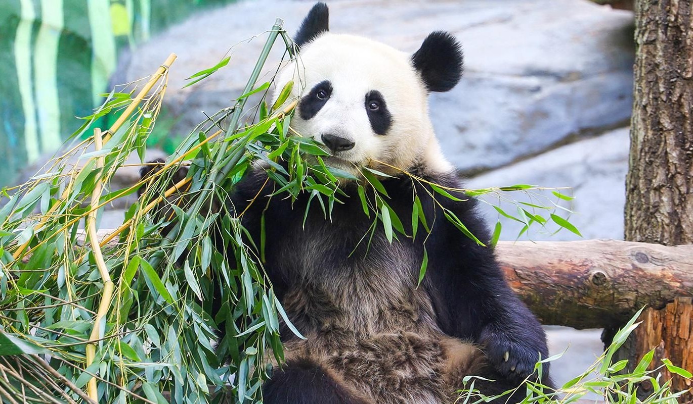 Опека с бонусами: как помочь обитателям Московского зоопарка и получить городские баллы