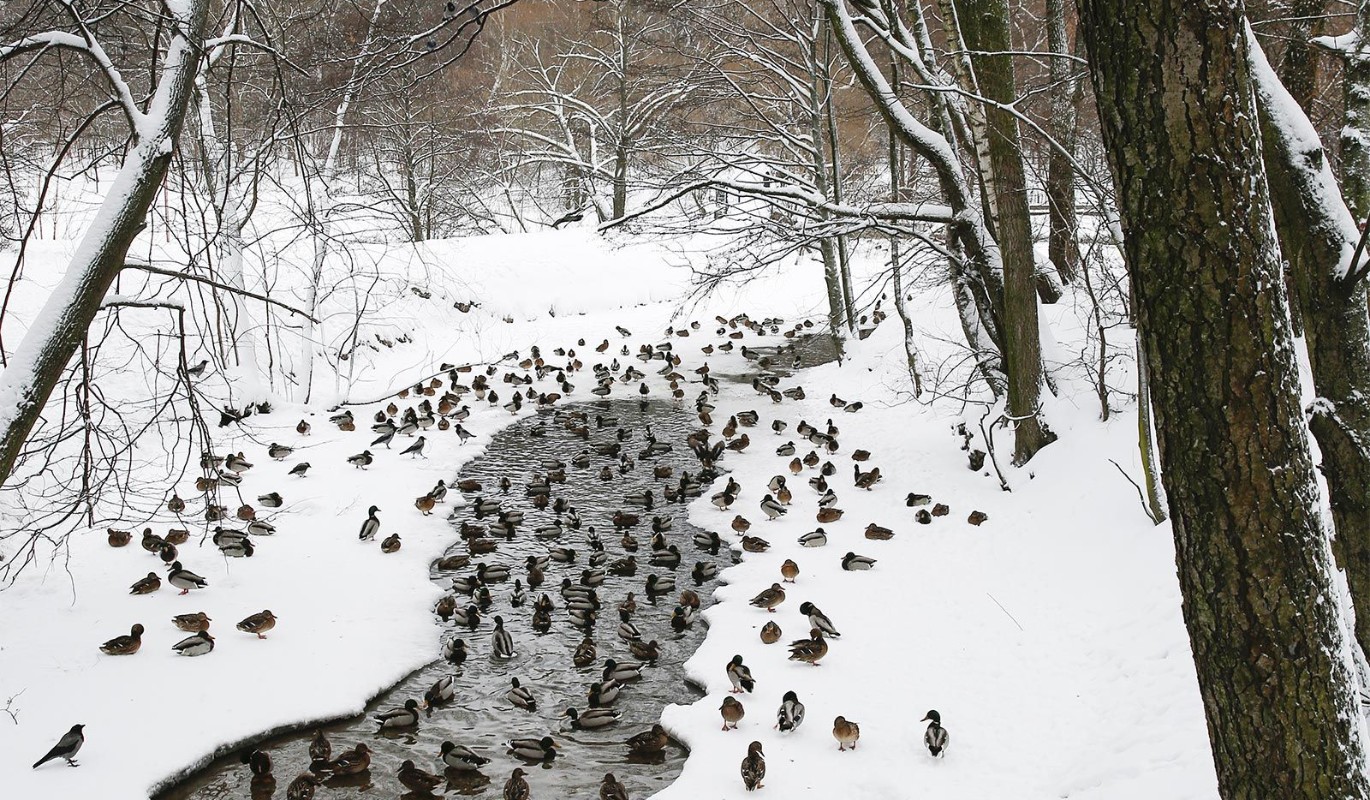 Зимние тропы столицы: куда отправиться на прогулку в выходной