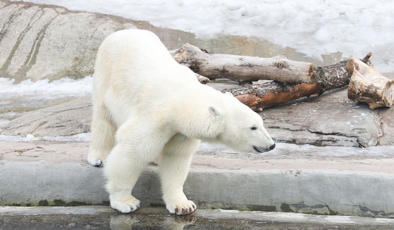 Московский зоопарк запустил познавательную викторину о белых медведях