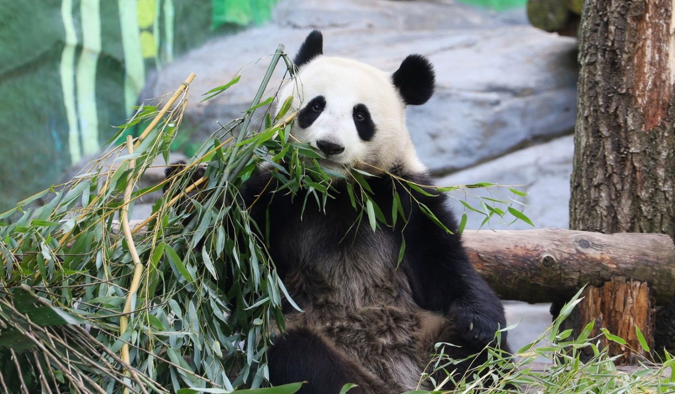 Панда Катюша получит новый дом: в Московском зоопарке строят уникальный вольерный комплекс