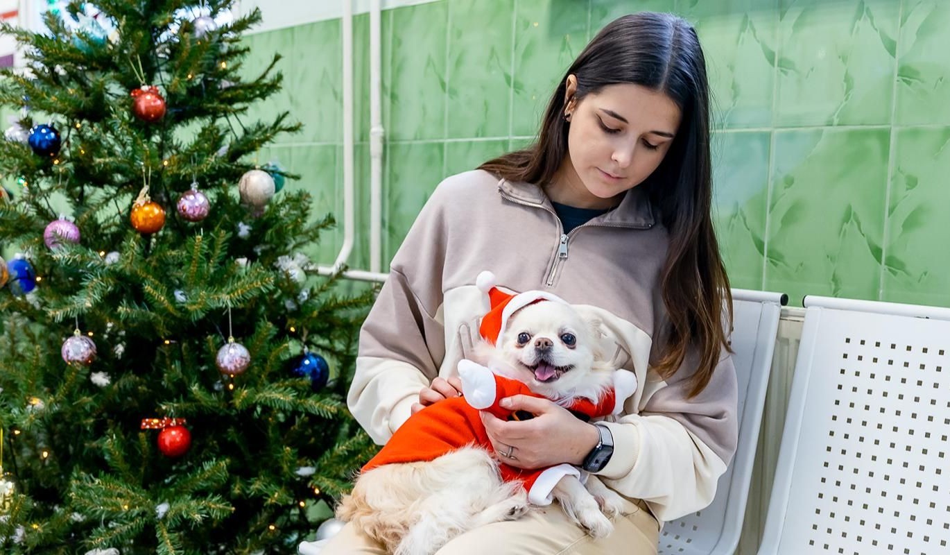 Новый год без выходных: как ветеринары Москвы помогали питомцам в праздники